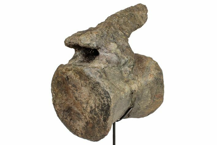 Fossil Camarasaurus Caudal Vertebra with Metal Stand - Colorado #335444